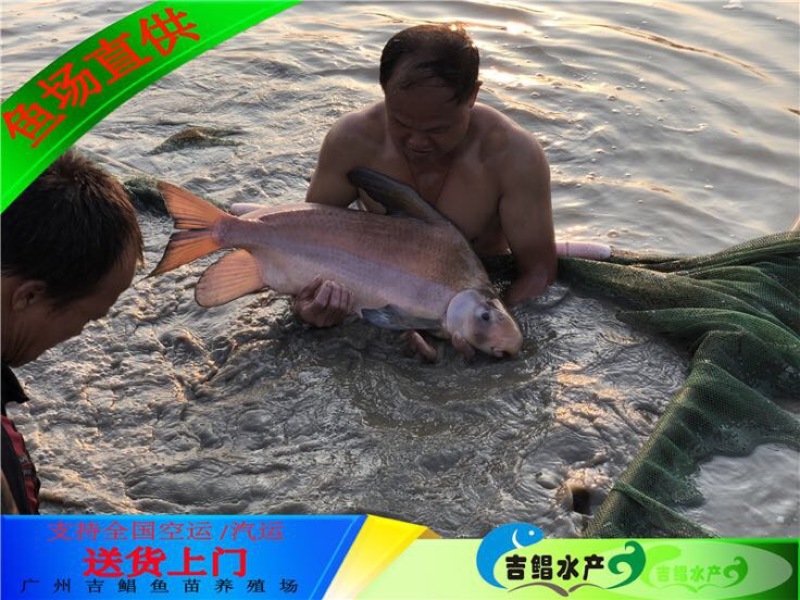 胭脂鱼现货大口胭脂鱼苗