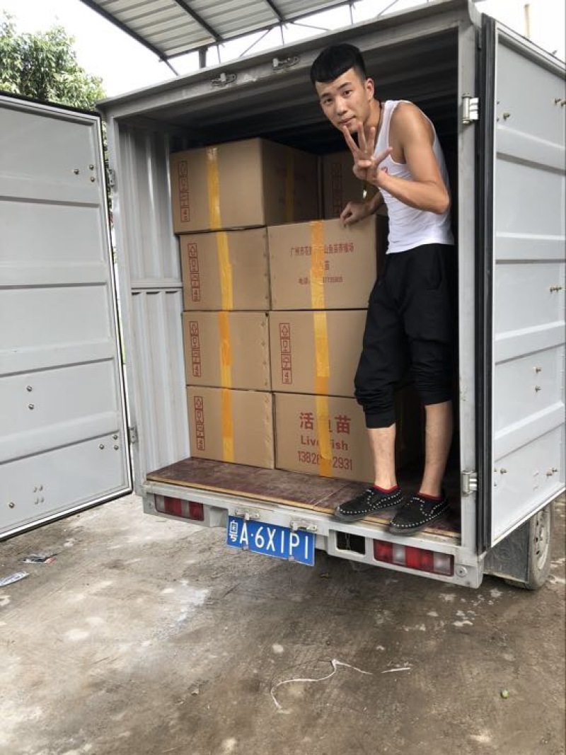 胭脂鱼现货大口胭脂鱼苗