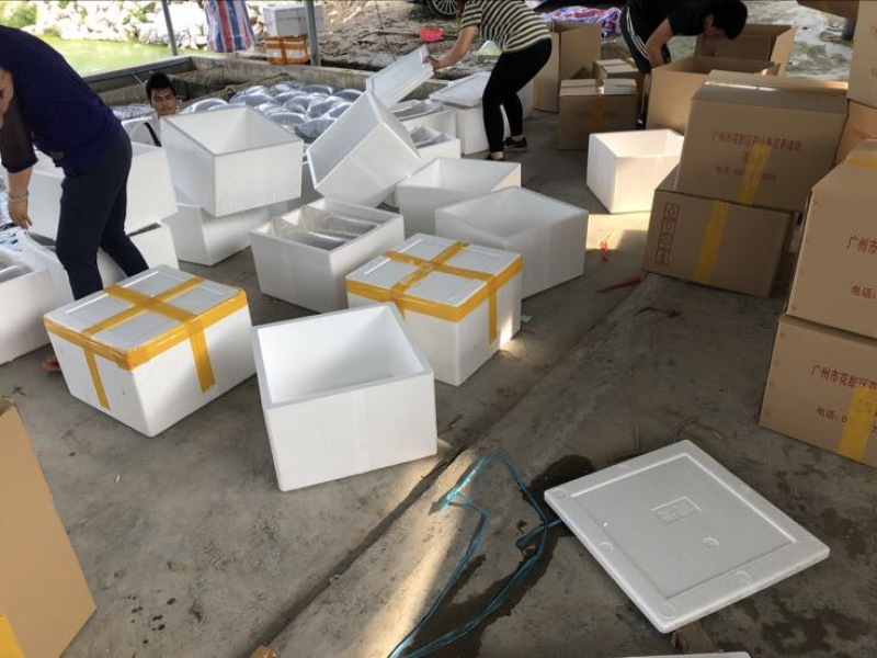 胭脂鱼现货大口胭脂鱼苗