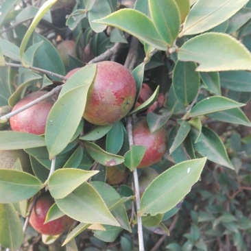 油茶鲜果，