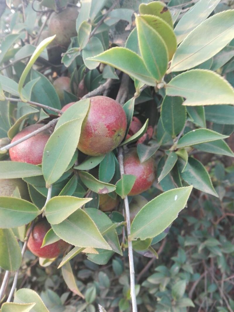 油茶鲜果，