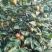 油茶鲜果，