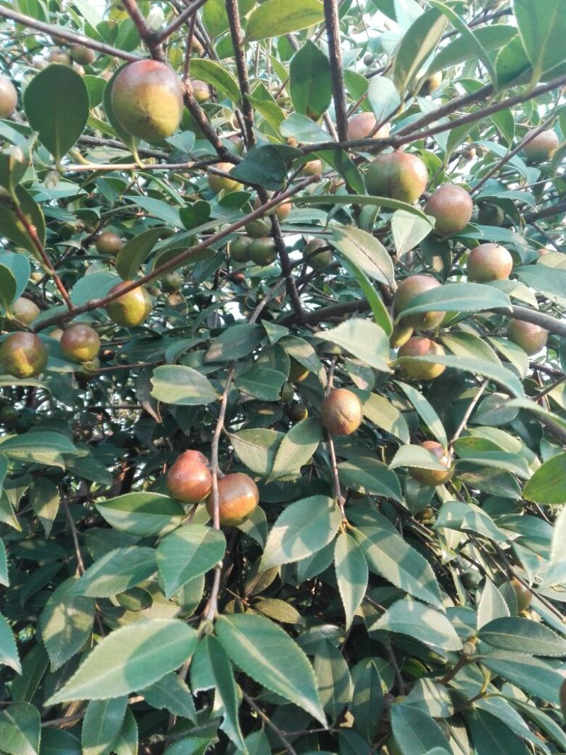 油茶鲜果，