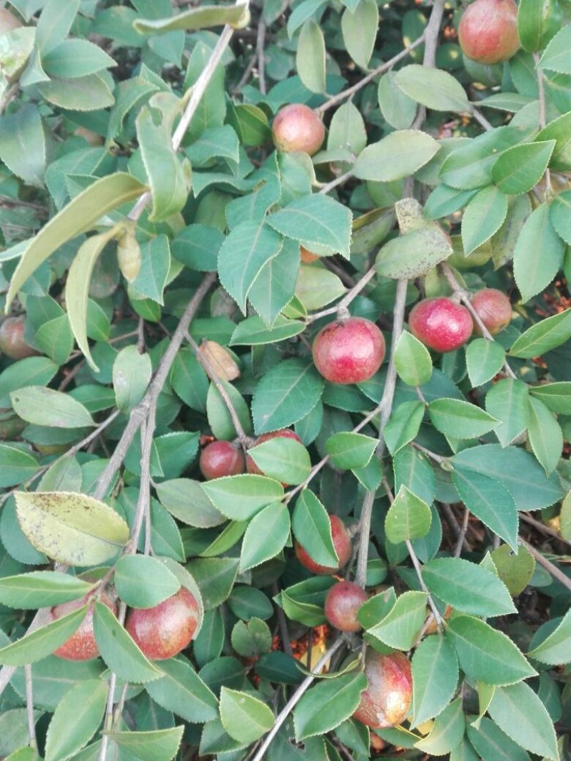 油茶鲜果，