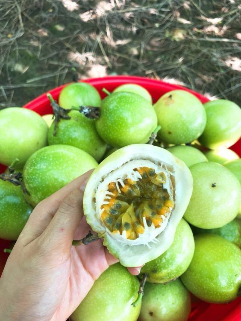 广西桂林大量供应批发【钦蜜九号】黄金百香果【爆甜/多汁】