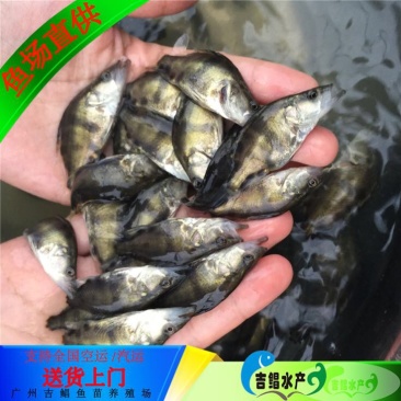 翘嘴鳜鱼苗3~5cm