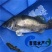 翘嘴鳜鱼苗3~5cm