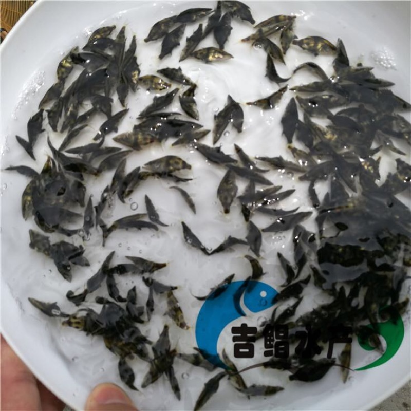 翘嘴鳜鱼苗3~5cm