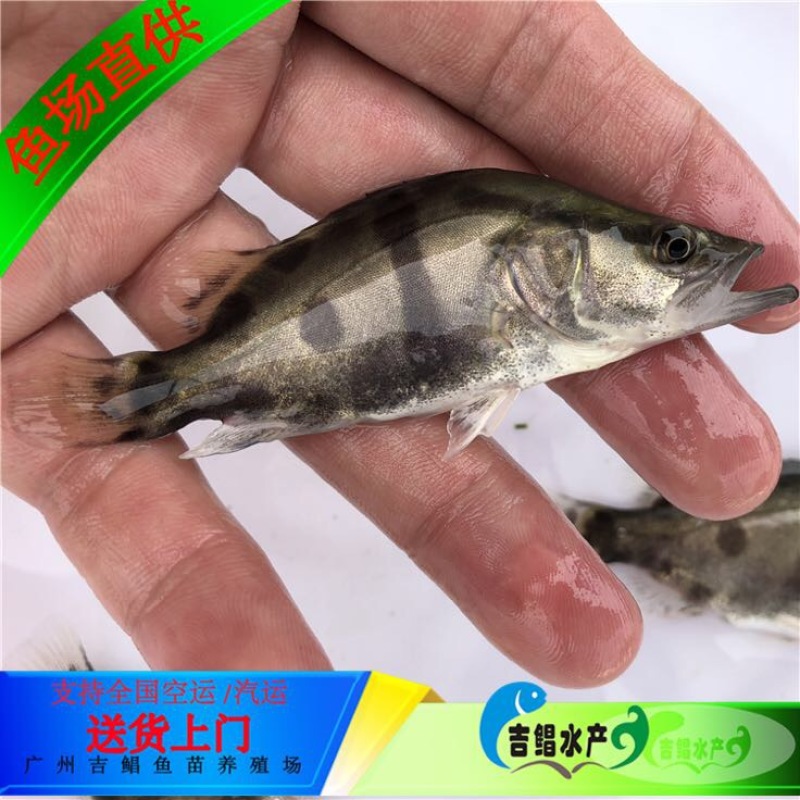翘嘴鳜鱼苗3~5cm