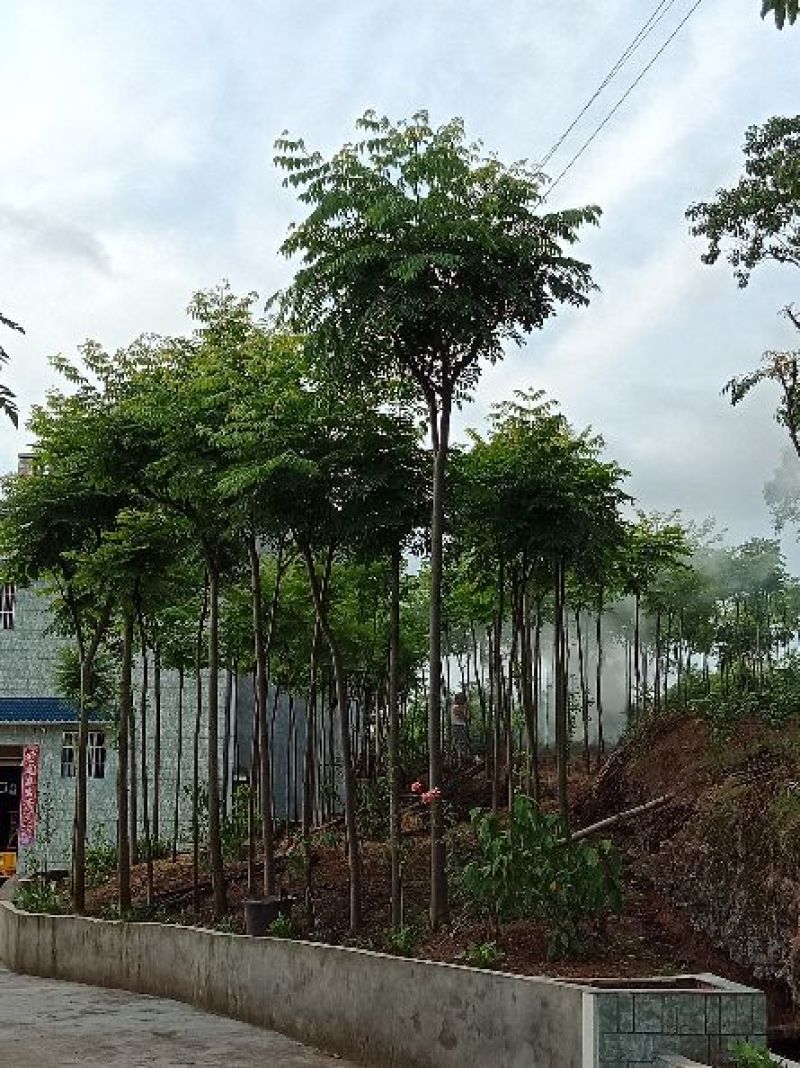 栾树有一万棵树干直径5厘米