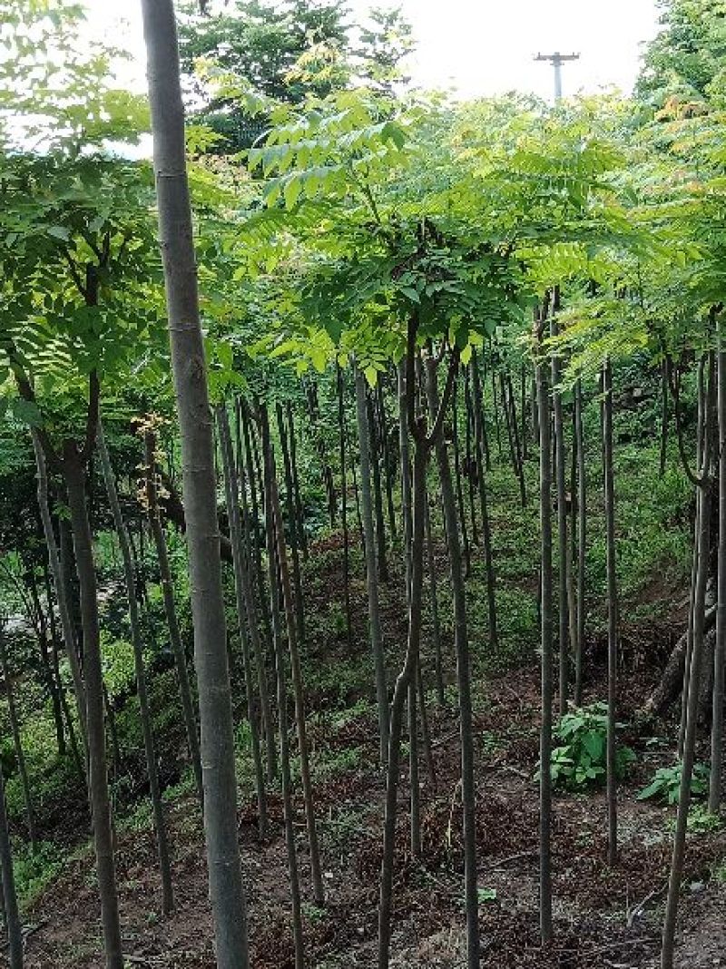 栾树有一万棵树干直径5厘米