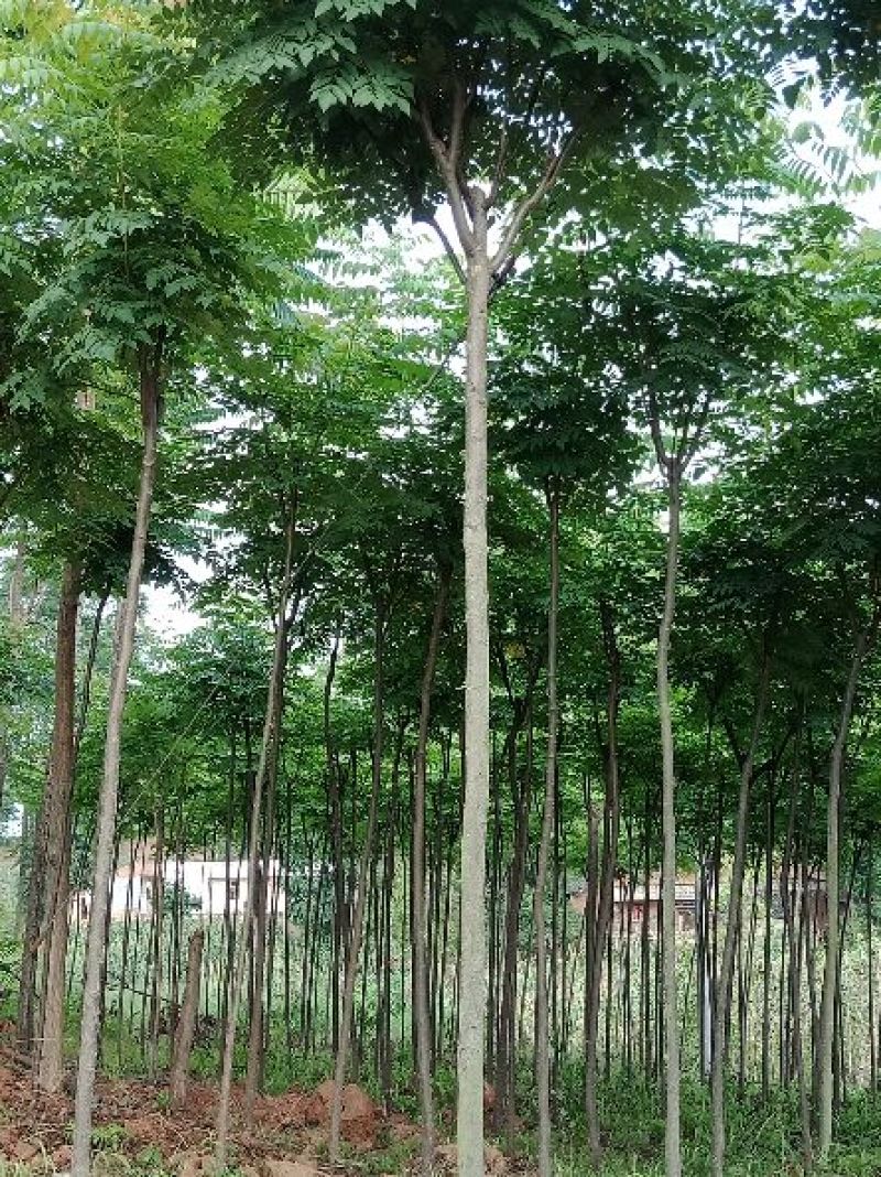 栾树有一万棵树干直径5厘米