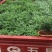 清香木净化空气绿化苗木，养护简单量大优惠