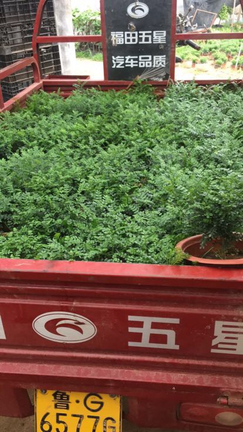 清香木净化空气绿化苗木，养护简单量大优惠