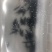 翘嘴鳜鱼苗3~5cm