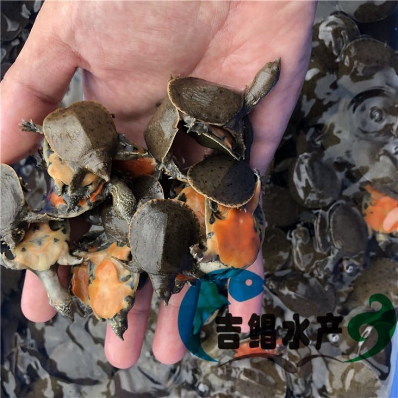 甲鱼苗中华鳖甲鱼苗水鱼苗