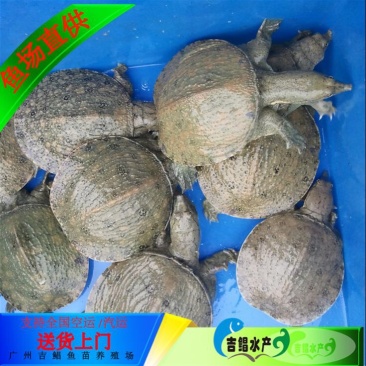 甲鱼苗中华鳖甲鱼苗水鱼苗