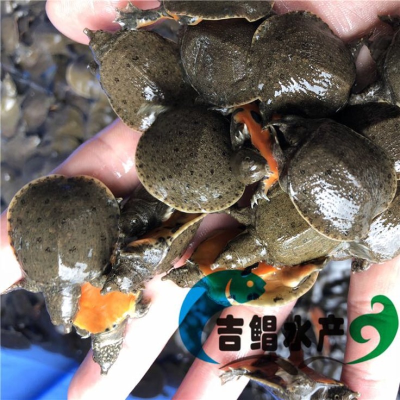 甲鱼苗中华鳖甲鱼苗水鱼苗