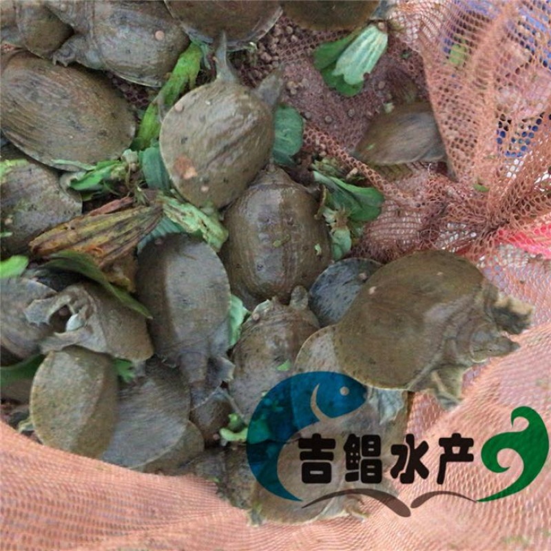 甲鱼苗中华鳖甲鱼苗水鱼苗