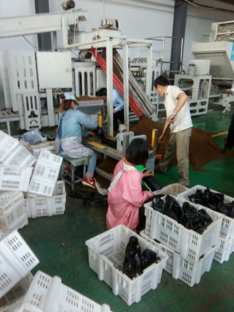 平菇菌棒每棒3元