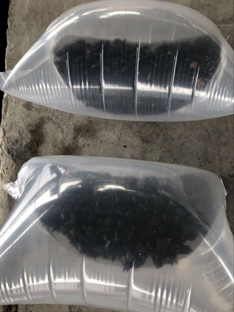 甲鱼苗中华鳖甲鱼苗水鱼苗