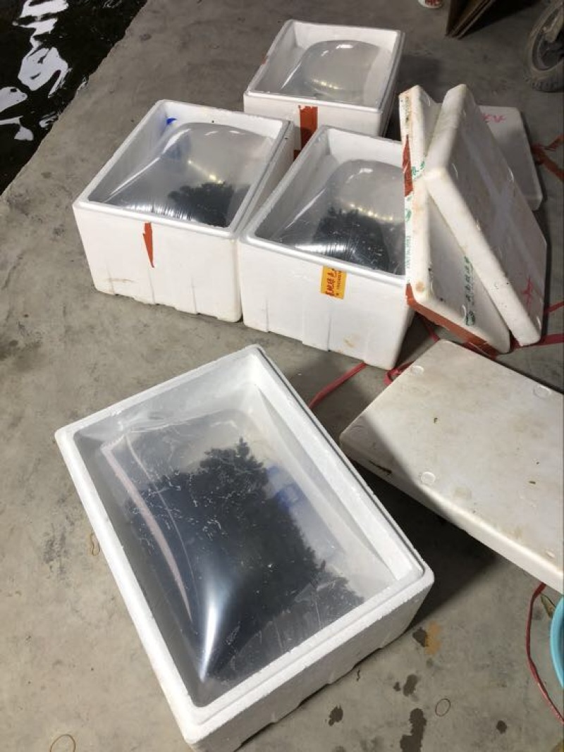 甲鱼苗中华鳖甲鱼苗水鱼苗