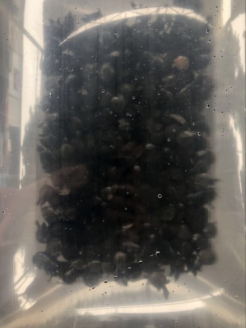 甲鱼苗中华鳖甲鱼苗水鱼苗