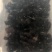 甲鱼苗中华鳖甲鱼苗水鱼苗