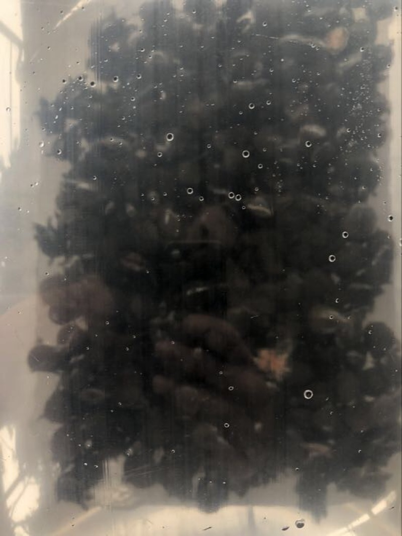 甲鱼苗中华鳖甲鱼苗水鱼苗