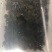甲鱼苗中华鳖甲鱼苗水鱼苗