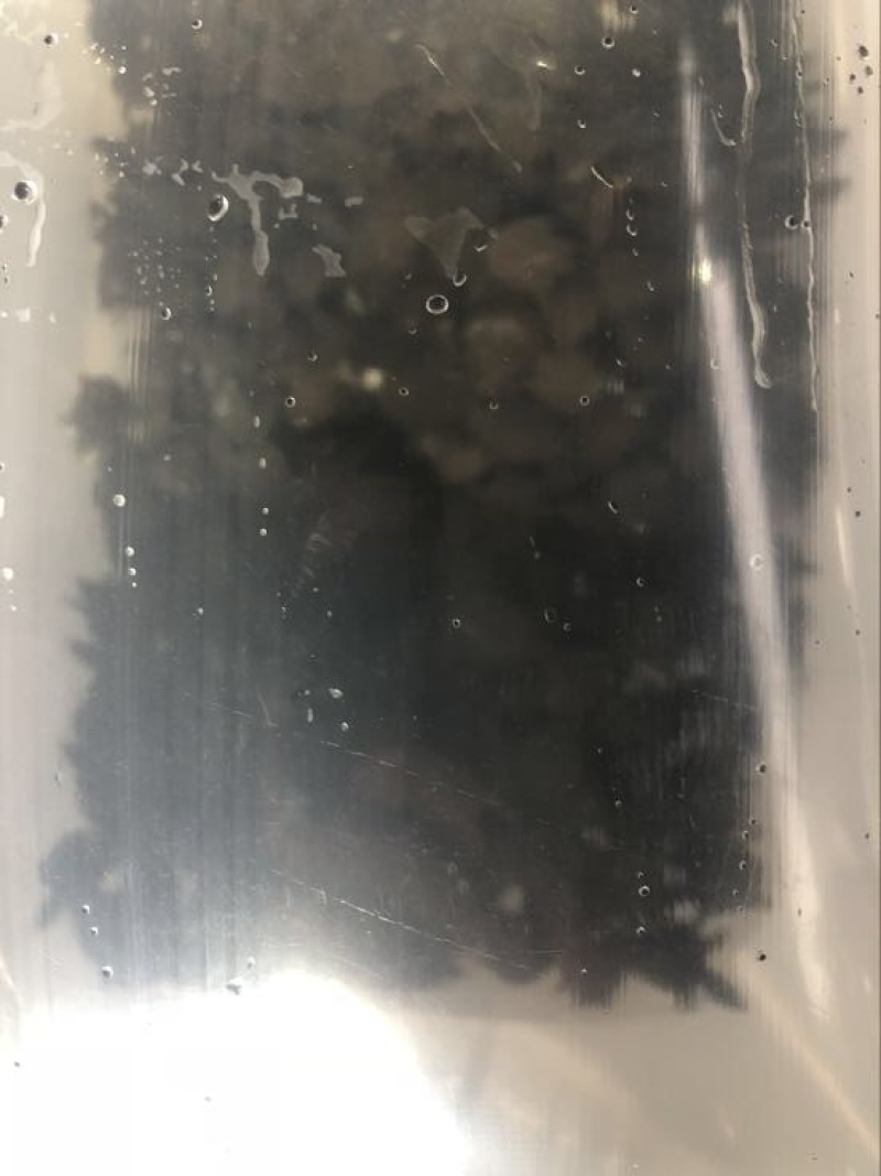 甲鱼苗中华鳖甲鱼苗水鱼苗