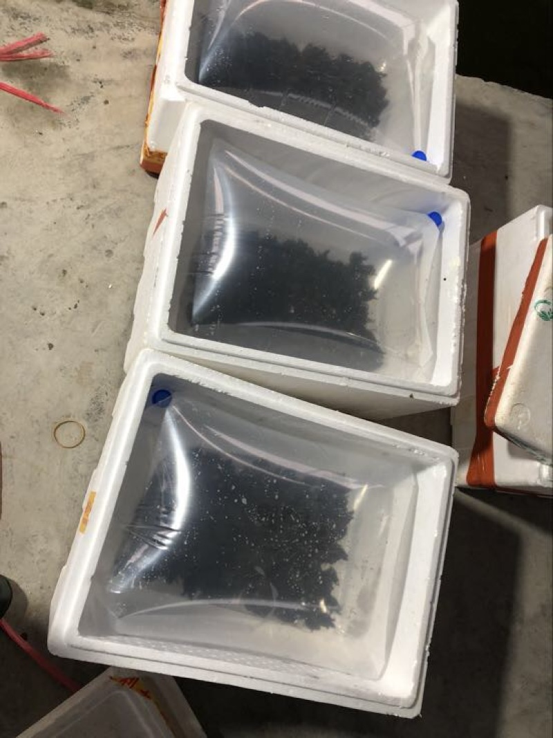 甲鱼苗中华鳖甲鱼苗水鱼苗