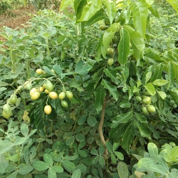 嫁接黄皮苗，黑黄皮苗，鸡心黄皮苗/无核黄皮苗/紫肉黄皮苗