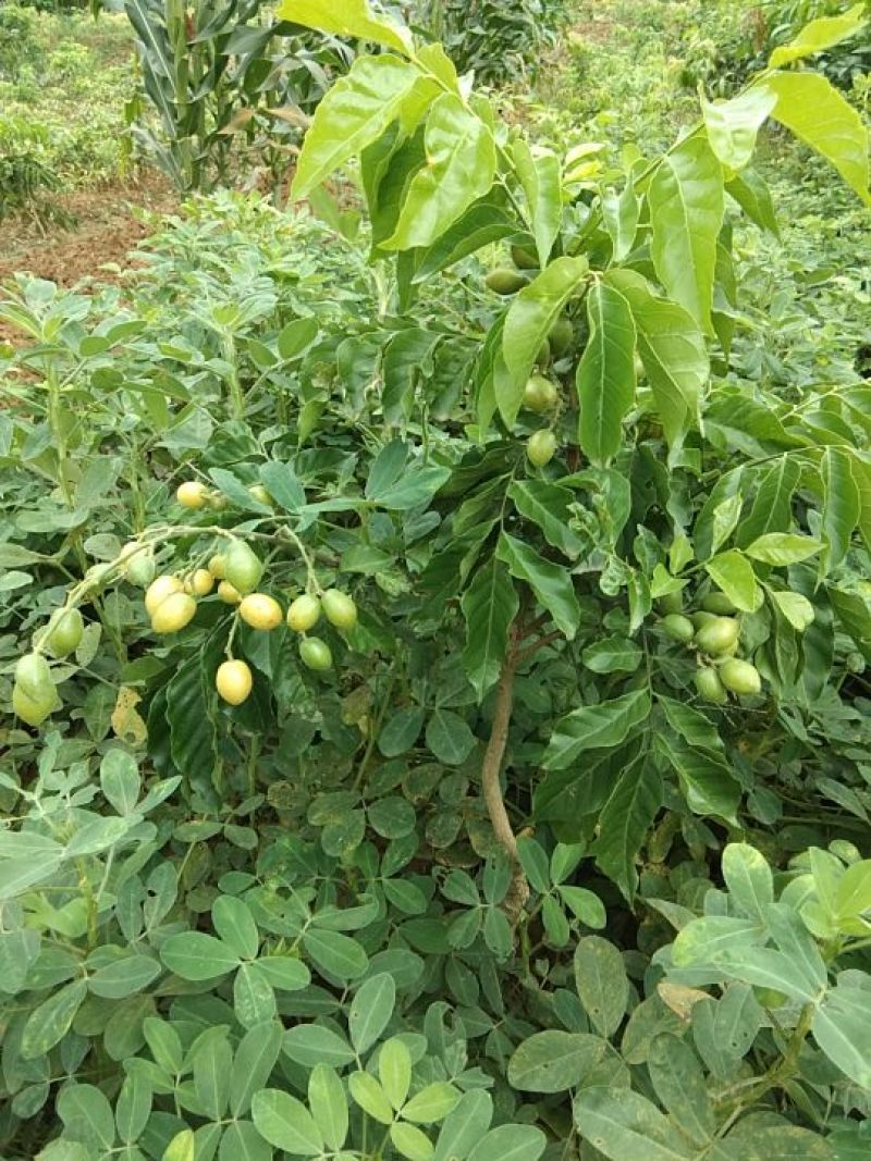 嫁接黄皮苗，黑黄皮苗，鸡心黄皮苗/无核黄皮苗/紫肉黄皮苗