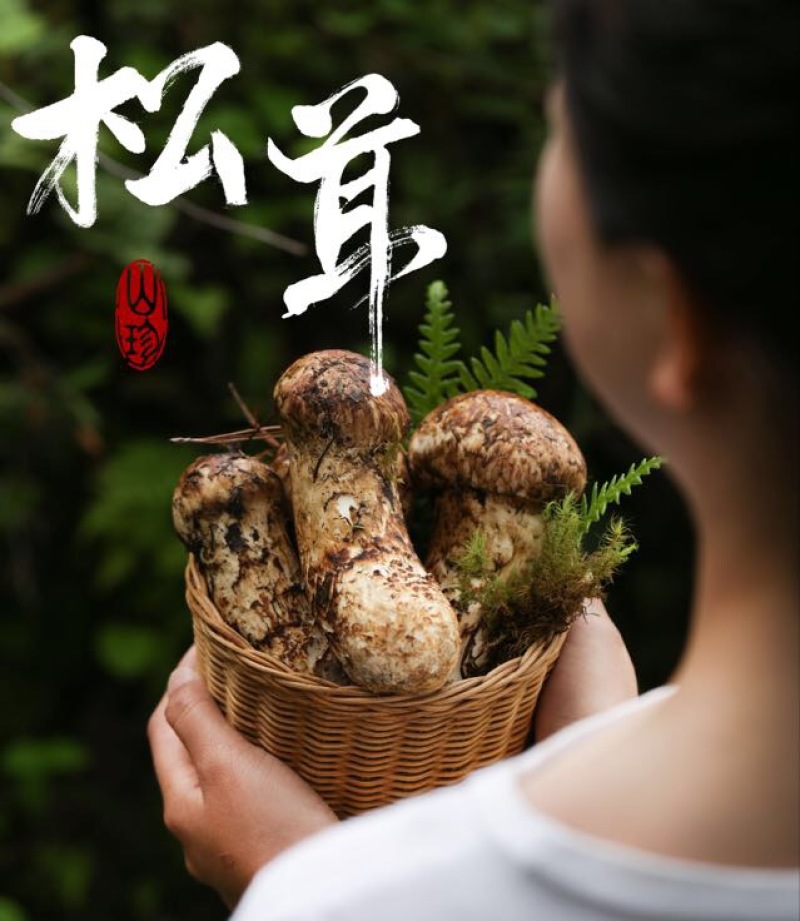 松茸香格里拉新鲜松茸，原厂地直发，顺丰包邮
