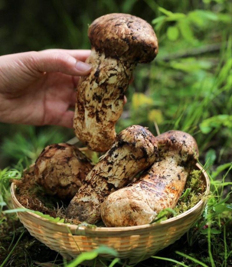 松茸香格里拉新鲜松茸，原厂地直发，顺丰包邮