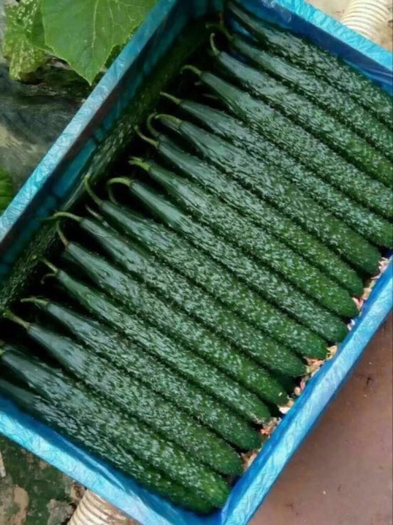密刺黄瓜22~25公分干花带刺