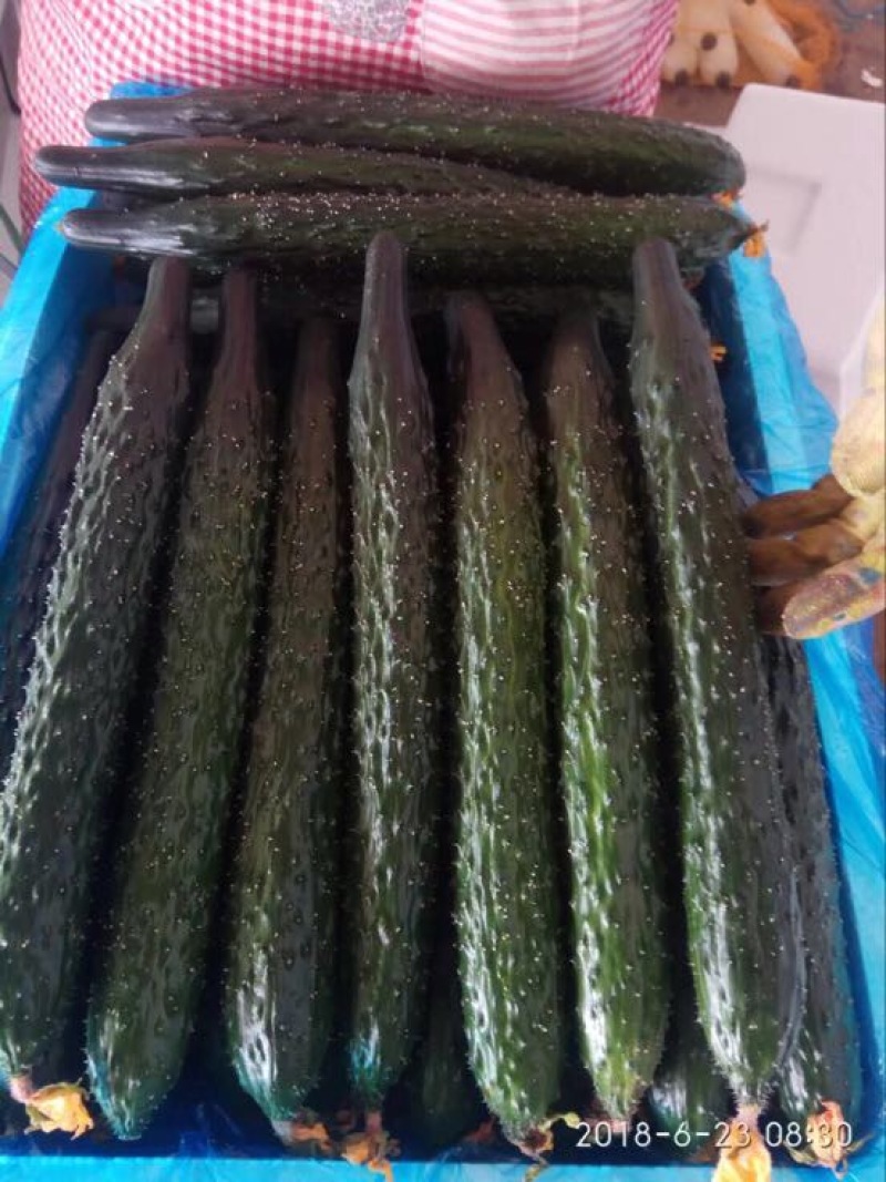 密刺黄瓜22~25公分干花带刺