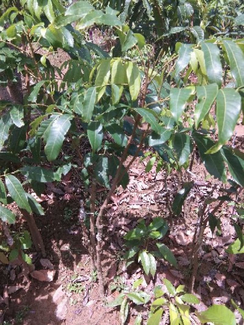 基地直供坏苗包赔嫁接石硖龙眼苗\储良龙眼苗\四季龙眼苗/