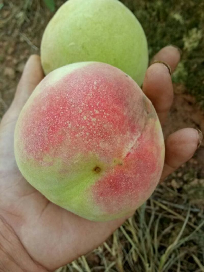 艳红桃苗:果大味甜耐收藏，保证品种纯正，可鉴合同