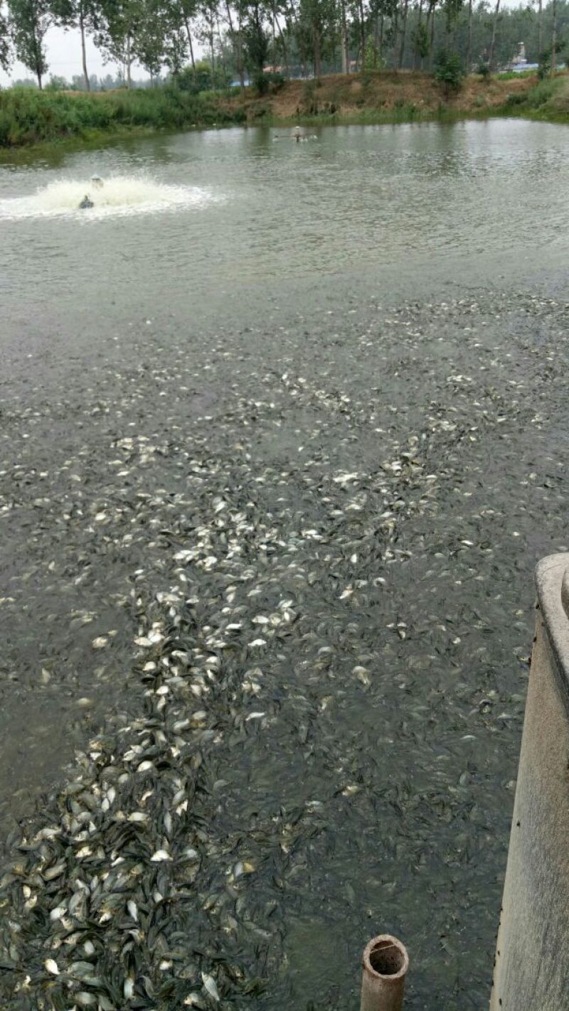 鲤鱼苗花鲢苗白鲢苗