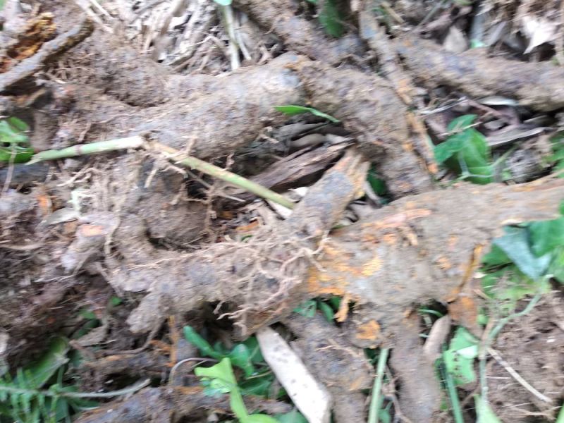 虎杖大粗老茎山区野生的，