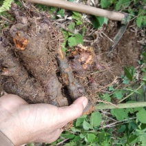 虎杖大粗老茎山区野生的，