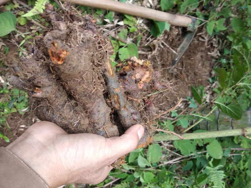 虎杖大粗老茎山区野生的，