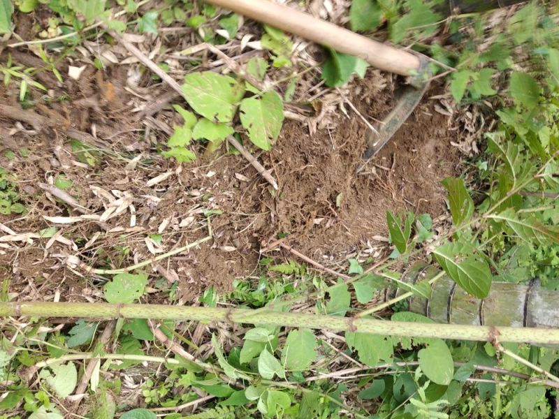 虎杖大粗老茎山区野生的，