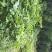 虎杖大粗老茎山区野生的，