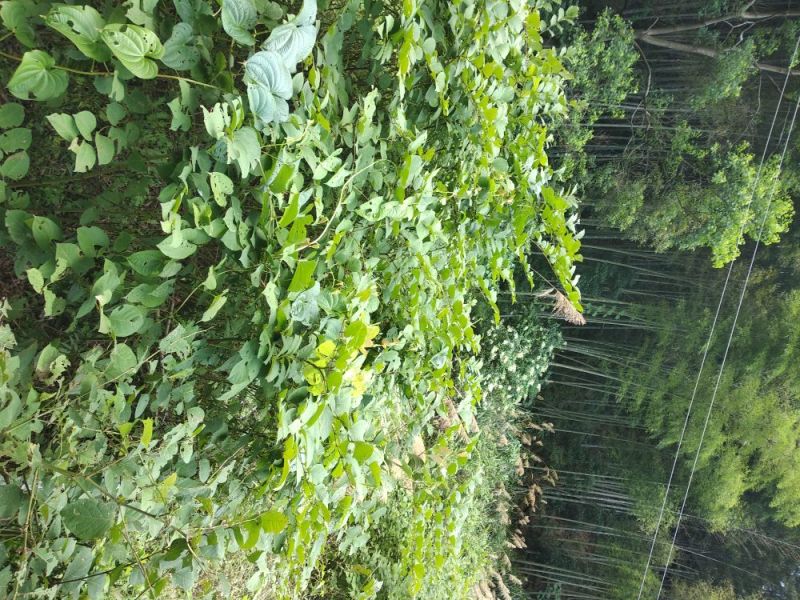 虎杖大粗老茎山区野生的，
