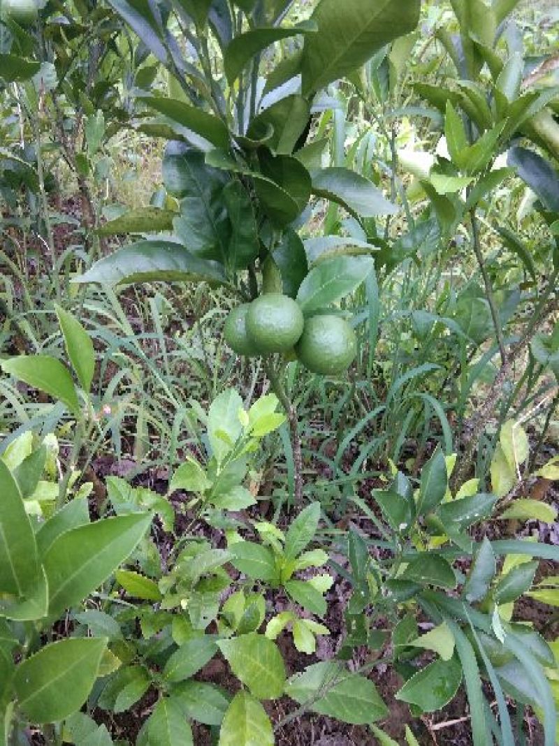嫁接沃柑苗，柑橘苗，广西沃柑苗，灵山沃柑，灵山果苗
