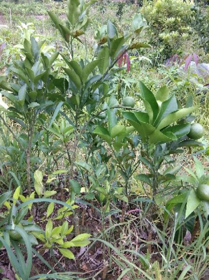 嫁接沃柑苗，柑橘苗，广西沃柑苗，灵山沃柑，灵山果苗