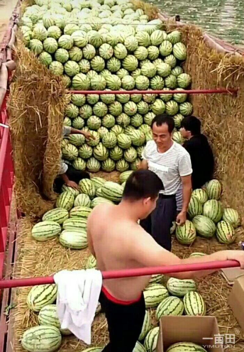 金城五号